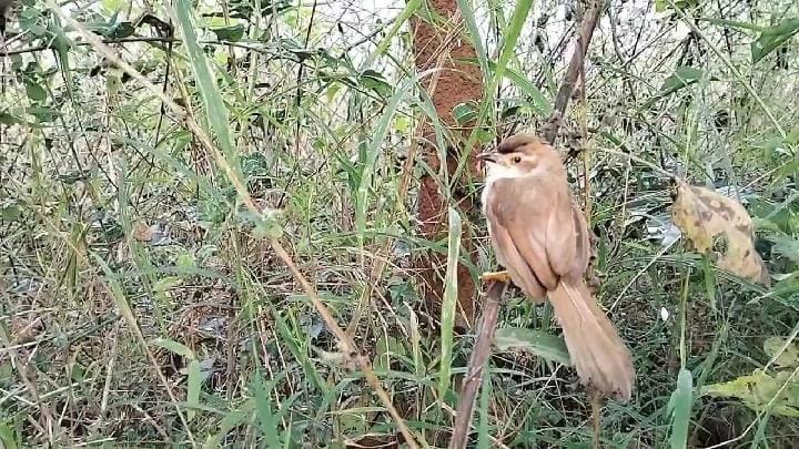 அரூர் அருகே 800 ஆண்டுகள் பழமையான சிவன் கோயில் கும்பாபிஷேக விழா - குவிந்த பக்தர்கள்