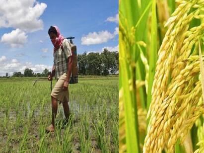 Tips to grow more crops with 16 types protien and vitamins TNN Farmers Tips: பயிர்களுக்கு தேவையான 16 சத்துக்களும் அளவறிந்து அளித்தால் அபரிமிதமான விளைச்சல் எடுக்கலாம்!