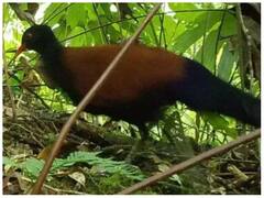 अमेरिकी वैज्ञानिकों ने 140 साल बाद खोजा दुर्लभ तीतर- जानिए उन पशु-पक्षियों और जानवारों के बारे में जो दुर्लभ हैं.