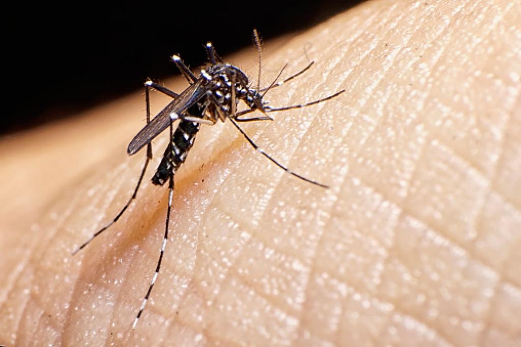 Dengue: காஞ்சிபுரத்தில் டெங்குவிற்கு ஒன்றரை வயது குழந்தை பலி..! பீதியில் மக்கள்...