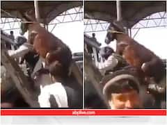 Viral Video: गधे को पीठ पर लादे बस पर चढ़ गया शख़्श, पब्लिक बोली- जमाना उल्टा हो गया