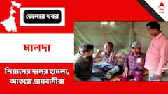 শিয়ালের হামলায় জখম একাধিক, আতঙ্ক মালদার গ্রামে