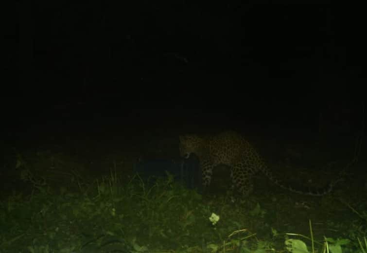 Palghar news updates leopard was spotted in Ainshet latest marathi maharashtra news Palghar: पालघरमधील ऐनशेत गावात बिबट्याची दहशत; गावात भीतीचे वातावरण