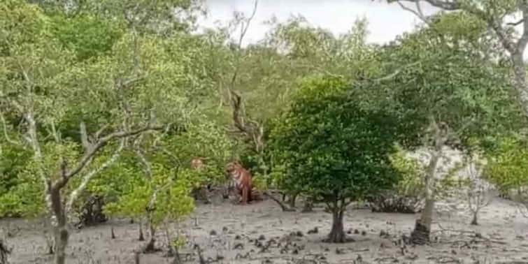 Two Tigers Have Been Located In The Forest Of Sundarbans Leading To Tourist Elation South 24 Parganas: ফের জোড়া বাঘের দর্শন সুন্দরবনের জঙ্গলে, ছবি ক্যামেরাবন্দি করলেন পর্যটকরা