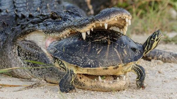 Today I saw a video where a crocodile tried to swallow a turtle કાચબાને ખાવા લાગ્યો મગર, પુરી તાકાત લગાવી તો પણ ના તૂટયું કવચ, જુઓ વીડિયો