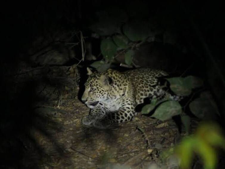 noida news, leopard seen in greater noida people in panic Greater Noida News: ग्रेटर नोएडा में घुसा तेंदुआ, लोगों में दहशत का माहौल, तेंदुए को पकड़ने के लिए सर्च ऑपरेशन जारी