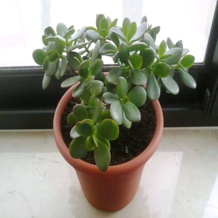 Jade or Crassula Plant Vastu - Attract Money N Good Luck Vastu Tips: વાસ્તુ નિયમો અનુસાર ઘરમાં લગાવો મોહિનીનો છોડ, આર્થિક સંકટ થશે દૂર
