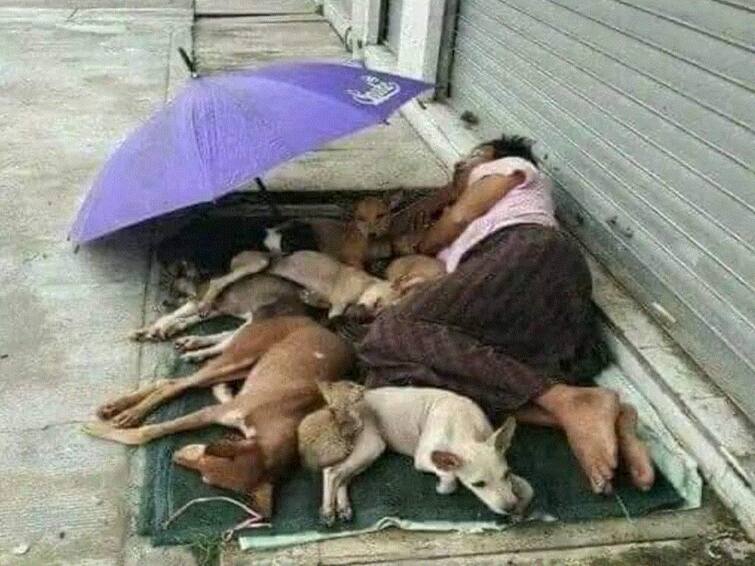 Viral Pic Homeless Man Shares His Mattress With Stray Dogs Internet Is Touched Viral Pic: Homeless Man Shares His Mattress With Stray Dogs, Internet Is Touched