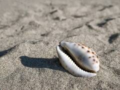 कितने रुपये के बराबर होती थी एक फूटी कौड़ी? पाई और धेला में किसकी वैल्यू ज्यादा