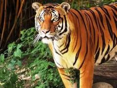 कोटा: मुकुंदरा के नए 'राजा' ने संभाला अपना साम्राज्य, बाघिन से मुलाकात में दो दिनों का है फासला