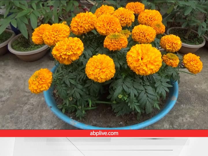 Gardening Tips To Re Grow Vegetables And Flowers On Plants Home Gardening: पौधों पर नहीं आ रहे फूल तो अपनाएं ये खास तरीका, गुलजार हो जाएगा बगीचा