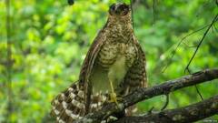 અમેરિકન વૈજ્ઞાનિકોએ 140 વર્ષ પછી દુર્લભ તેતરની શોધ કરી – જાણો એવા પ્રાણીઓ અને પક્ષીઓ વિશે જે દુર્લભ છે