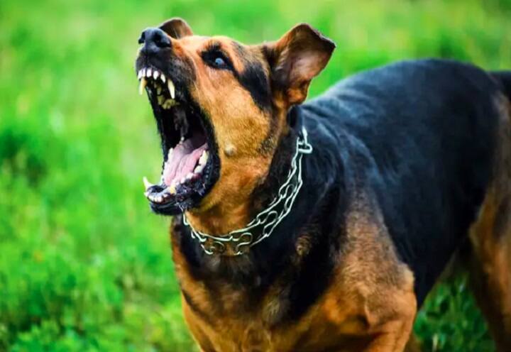 One-Year-Old Receives 60 Stitches On Face After Dog Bite In Ghaziabad UttarPradesh: பிஞ்சுக் குழந்தையை கடித்துக் குதறிய நாய்..! 1 வயது குழந்தையின் முகத்தில் 60 தையல்கள்..!