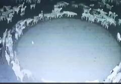 वैज्ञानिक ने किया दावा, इस वजह से पिछले 12 दिनों से गोल-गोल घूम रहा है भेड़ों का यह झुंड