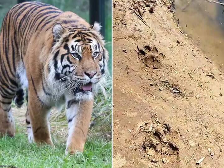 Kumuram Bheem Asifabad: One Tiger moves to Maharashtra from Asifabad District DNN Asifabad District: ఆసిఫాబాద్ నుంచి మహారాష్ట్రకు వెళ్లిన పులి ! అయినా జిల్లా ప్రజల్లో టెన్షన్ టెన్షన్ - ఎందుకంటే
