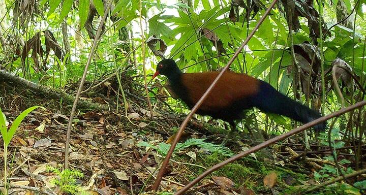 Rare Animals and Birds: અમેરિકન વૈજ્ઞાનિકોએ 140 વર્ષ પછી દુર્લભ પક્ષી બ્લેક નેપ્ડ ફીઝન્ટ કબૂતરને ફરીથી શોધી કાઢ્યું છે. ચાલો જાણીએ એક્વાડોરના આવા જ કેટલાક દુર્લભ પક્ષીઓ અને પ્રાણીઓ વિશે.