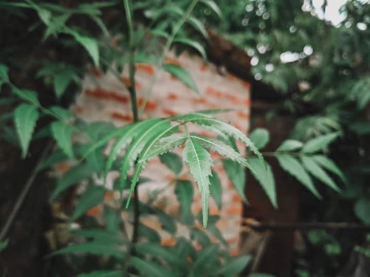 केसांना खाज येत असेल तर त्याची पाने बारीक करून डोक्याला लावल्याने डोक्याची खाज सुटते. यासोबतच या पद्धतीमुळे कोंडाही दूर होतो.