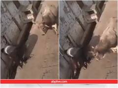 चुपचाप अपना काम कर रहा था शख्स, सड़क पर चल रहे सांड ने उठाकर फेंक दिया! सामने आया वीडियो