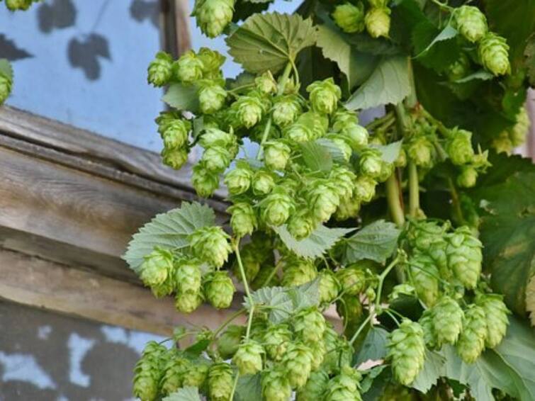 do you kow about worlds most expensive vegetable anyone can buy golden jhumka in 1 kg hop shoots cost Shocking: ਦੁਨੀਆ ਦੀ ਸਭ ਤੋਂ ਮਹਿੰਗੀ ਸਬਜ਼ੀ, ਜਿਸ ਦੇ 1 ਕਿਲੋ ਦੇ ਮੁੱਲ 'ਚ ਆ ਜਾਣਗੀਆਂ ਸੋਨੇ ਦੀਆਂ ਵਾਲੀਆਂ!