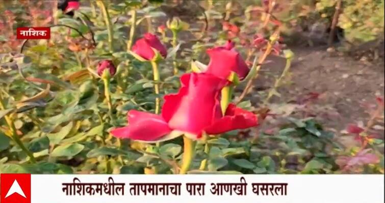 maharashtra news nashik news Effect of growing cold on rose farming in niphad Nashik Cold : बेक्कार थंडी! नाशिककरांसह गुलाबाची शेतीही गारठली, आजच तापमान 9.5 अंशावर  