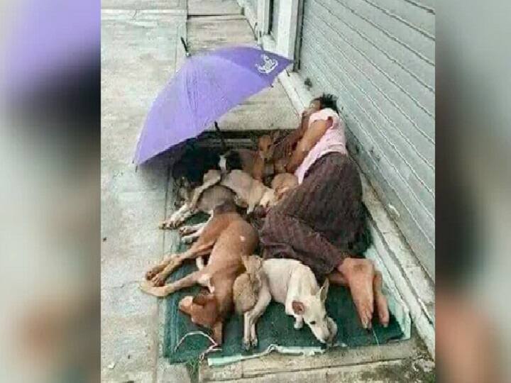 Viral Pic Of Homeless Man Sharing His Tiny Mattress With Stray Dogs Melts Hearts Online வீடில்லை... விசாலமான உள்ளம் மட்டுமே... - தெருநாய்களுடன் குடைக்குள் குட்டித் தூக்கம் - வைரல் க்ளிக்