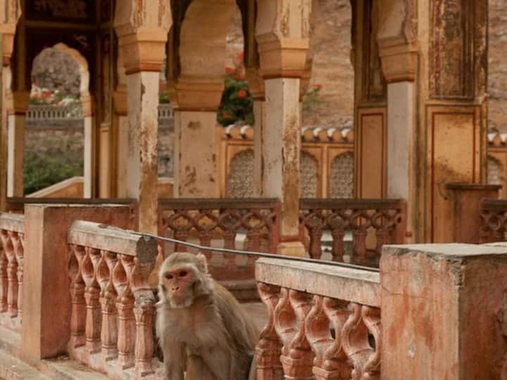 Monkey Temple: Popular temple complex Galtaji is located close to Jaipur. Due to the