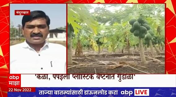 Nashik : फळबागांवर थंडीचा परिणाम होण्याची शक्यता, राज्यात थंडीचा कडाका कायम
