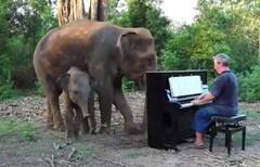 Viral Video: ਇੱਕ ਪਾਸੇ ਪਿਆਨੋ ਵਜ ਰਿਹਾ ਸੀ ਤੇ ਦੂਜੇ ਪਾਸੇ ਮਸਤੀ ਕਰ ਰਹੇ ਸਨ ਹਾਥੀ ਤੇ ਉਸਦਾ ਬੱਚਾ... ਬਹੁਤ ਘੱਟ ਦੇਖਣ ਨੂੰ ਮਿਲਦੀਆਂ ਹਨ ਅਜਿਹੀਆਂ ਵੀਡੀਓਜ਼