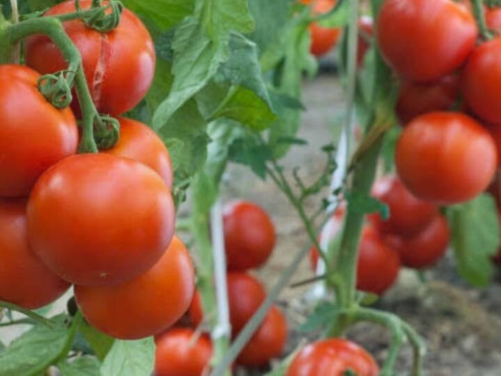 Chhattisgarh Due to good yield tomato will not expensive this time along with people farmers also benefit ANN Chhattisgarh के लोग टमाटर का जमकर ले सकेंगे स्वाद, बढ़ती कीमतों से ऐसे मिलेगी राहत
