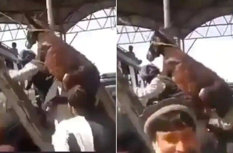 man carries donkey on his back boarding bus in Pakistan funny viral video Funny Video: ਖੋਤੇ ਨੂੰ ਪਿੱਠ 'ਤੇ ਲੈ ਕੇ ਬੱਸ 'ਚ ਚੜ੍ਹਿਆ ਵਿਅਕਤੀ, ਜਨਤਾ ਨੇ ਕਿਹਾ- ਦੁਨੀਆ ਉਲਟ ਗਈ