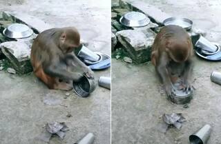 Viral Video: ਇਨਸਾਨਾਂ ਵਾਂਗ ਭਾਂਡੇ ਧੋ ਰਿਹਾ ਹੈ ਬਾਂਦਰ, ਜਨਤਾ ਨੇ ਚੁਟਕੀ ਲੈ ਕੇ ਕਿਹਾ - ਗਰੀਬ ਦਾ ਵਿਆਹ ਹੋ ਗਿਆ ਹੋਵੇਗਾ..!