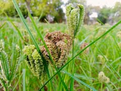 छत्तीसगढ़ में इस फसल की खेती से बदल सकती है किस्मत, लाखों नहीं करोड़ों की होगी कमाई, जानिए कैसे