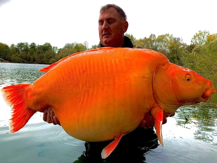Biggest Goldfish : 30 किलो की गोल्डफिश, देखकर रह जाएंगे हैरान, दुनिया की सबसे बड़ी सुनहरी मछली का बन सकता है रिकॉर्ड