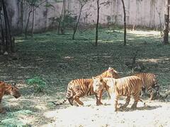 कानन पेंडारी जूलॉजिकल पार्क में कुनबे से बाहर आए चार शावक, देखने के लिए लोगों की लगी भीड़