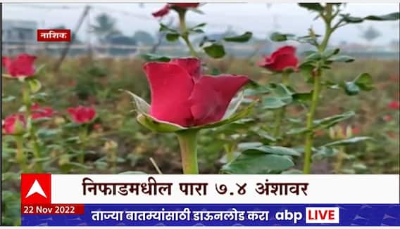 Nashik : Rose Plants : नाशिकमधील तापमानाचा पारा आणखी घसरला, गुलाबावर काळे डाग पडण्याची शक्यता