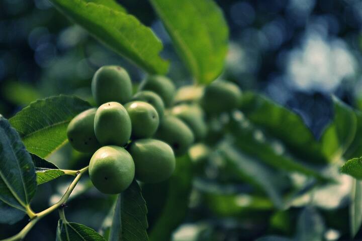 ভিটামিন-এ, ভিটামিন-সি, ক্যালসিয়াম, পটাশিয়াম, ম্যাগনেসিয়াম, অ্যান্টিঅক্সিডেন্টসহ  আরও অনেক উপকারী উপাদান থাকে। যা আমাদের রোগ প্রতিরোধে যেমন ভূমিকা রাখে, অন্যদিকে শরীরের রোগ প্রতিরোধক্ষমতাও বাড়িয়ে দেয়।