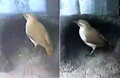 Amazing Video: ਇੰਜੀਨੀਅਰ ਵਾਲਾ ਦਿਮਾਗ ਲਗਾ ਕੇ ਪੰਛੀਆਂ ਨੇ ਬਣਾਇਆ ਘਰ, 15 ਸੈਕਿੰਡ ਦੀ ਵੀਡੀਓ 'ਚ ਦੇਖੋ 10 ਦਿਨਾਂ ਦੀ ਮਿਹਨਤ