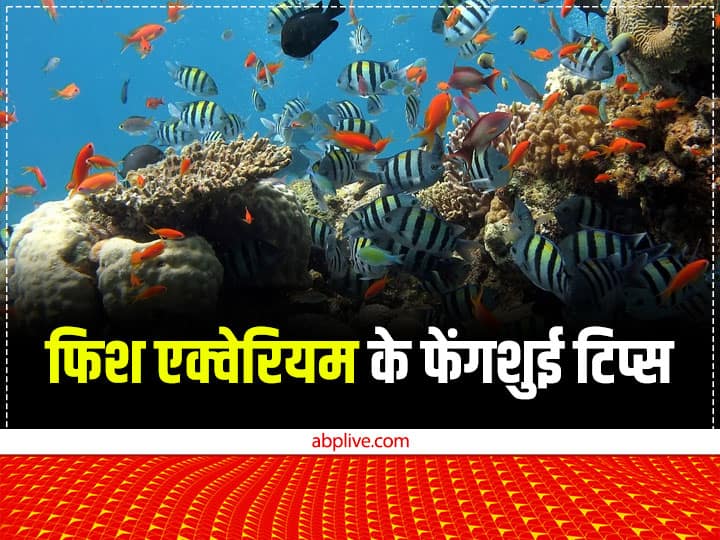 Feng Shui Tips for Aquarium: फेंगशुई शास्त्र के अनुसार घर में फिश एक्वेरियम रखने से आने वाली दिक्कतें दूर होती हैं. घर में एक्वेरियम रखने के कुछ नियम हैं और इन नियमों का पालन करना बहुत जरूरी है.