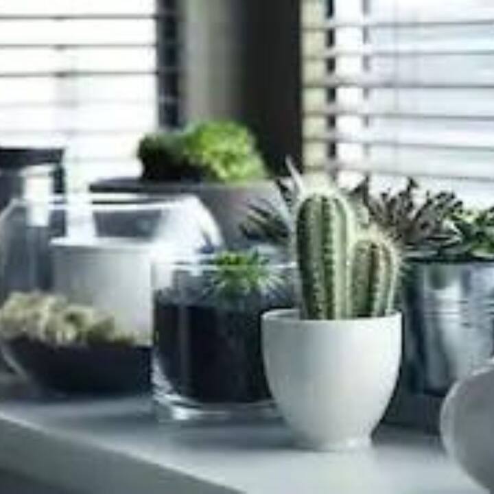 বাস্তুশাস্ত্রে বাড়িতে কোন গাছ লাগাতে হবে সে সম্পর্কে বিশেষ নিয়ম বলা হয়েছে।