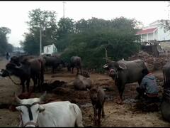 Dhule News : वाढत्या थंडीचा परिणाम दुभत्या जनावरांवर, शरीरातील उष्णता कमी झाल्याने दुधाच्या उत्पन्नात घट होणार