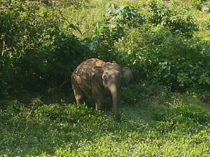 Forest guard injured in wild elephant chase in Nilgiris நீலகிரி : கண்காணிக்க சென்ற இடத்தில் கதிகலங்க வைத்த பி.எம். 2 யானை: வனக்காப்பாளர் மருத்துவமனையில் அனுமதி