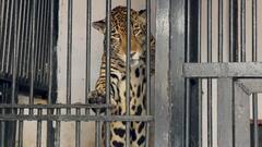 Heaters For Tigers In Zoo: జూపార్క్ లో అలర్ట్.. చలి నుంచి జంతువుల రక్షణకు ప్రత్యేక చర్యలు