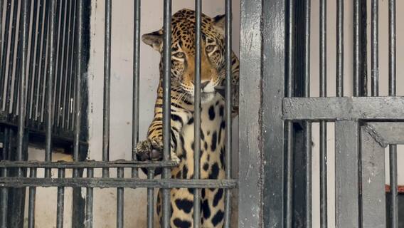 Heaters For Tigers In Zoo: జూపార్క్ లో అలర్ట్.. చలి నుంచి జంతువుల రక్షణకు ప్రత్యేక చర్యలు