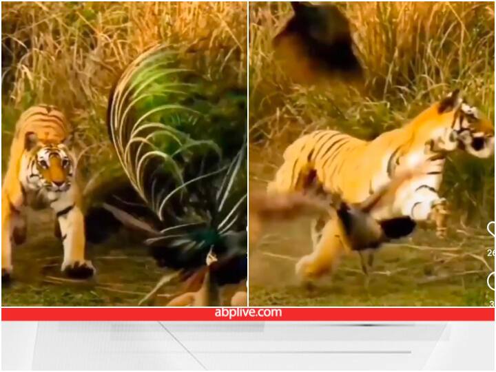 Tiger suddenly attacks on dancing peacock wildlife viral video जंगल में नाच रहा था मोर, बाघ ने अचानक कर दिया हमला... देखिए फिर क्या हुआ?