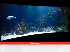 Feng Shui Tips for Aquarium: घर के एक्वेरियम में कितनी मछली होनी चाहिए? जान लें ये नियम