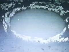Sheep Walking In Circle: 12 రోజులుగా గుండ్రంగా తిరుగుతున్న గొర్రెలు, మిస్టరీని ఛేదించిన సైంటిస్ట్