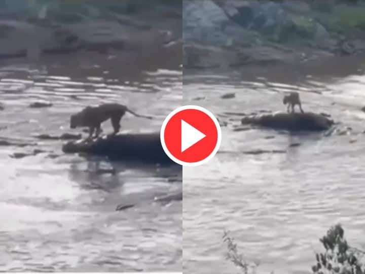 Lion vs Crocodile Fight Video lion went into water to hunt but sudden herd of crocodiles Attacked Video: शिकार करने पानी में गया शेर तभी मगरमच्छों ने घेर लिया, क्या जिंदा बच पाएगा जंगल का राजा ? 
