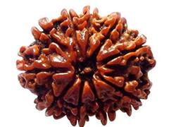 Rudraksha Benefit: नवग्रहों के अशुभ प्रभाव से बचाता है ये चमत्कारी रुद्राक्ष, जानें फायदे और कैसे करें इस्तेमाल