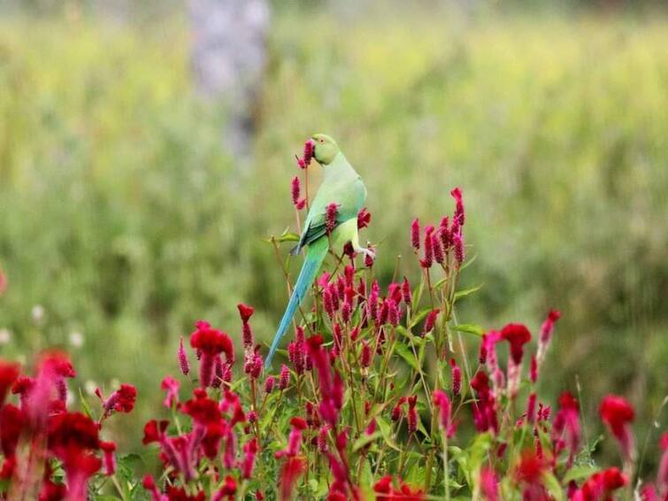 Announcement of Melur Aritapatti as Tamil Nadu's first Biodiversity Heritage Site Madurai: தமிழகத்தின் முதல் பல்லுயிர் பாரம்பரிய தலமாக மேலூர் அரிட்டாபட்டி அறிவிப்பு..! கிராம மக்கள் மகிழ்ச்சி..