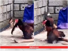 Video: चुजों को बचाने के लिए सांप पर भीड़ गई मुर्गी, देखिए ये शानदार वीडियो